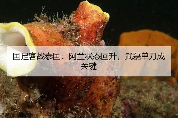 国足客战泰国：阿兰状态回升，武磊单刀成关键