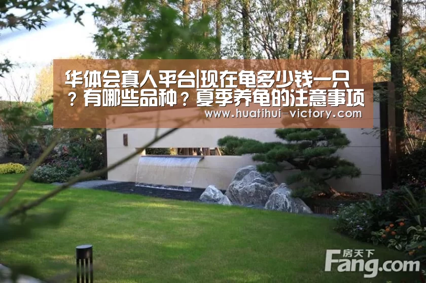 华体会真人平台|现在龟多少钱一只？有哪些品种？夏季养龟的注意事项